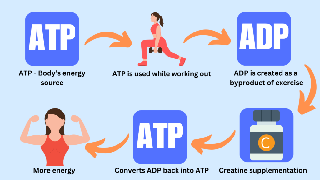 infographic of how creatine works